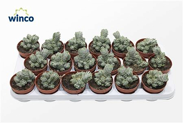 Crassula Deceptor