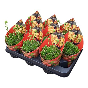 Sedum Pachyphyllum Potcover