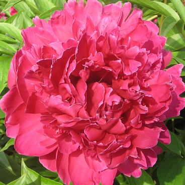 Пион травянистый Пурпурный Феникс в тубе