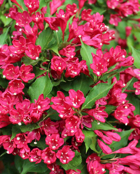 Вейгела Ред Принц