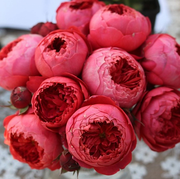 Роза флорибунда Синебар