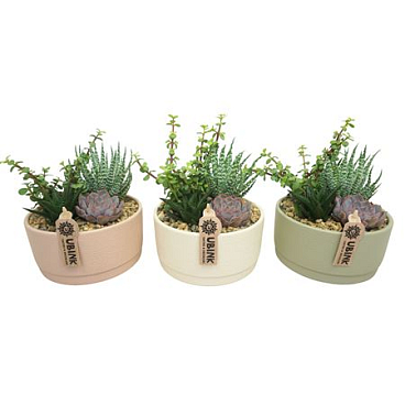 Succulent Beplant In Pastel Bowl