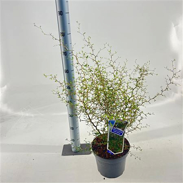 Sophora Pro Little Baby