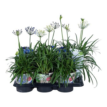 Agapanthus Summer Love Mix In Potcover