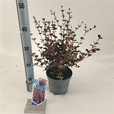 Lophomyrtus Ralphii Black Pearl