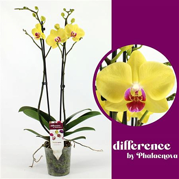 Phal 2st Limelight 14+ (phlaenova)