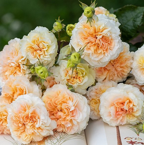 Роза флорибунда Веимэнг