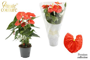 Anth An Sierra Orange 5+ Haute Couture Sle
