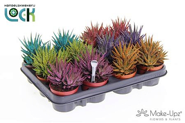 Haworthia Big Band Mix