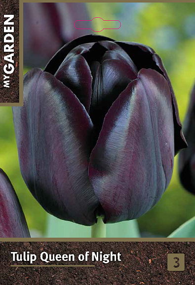 Тюльпан простой поздний Куин Оф Найт