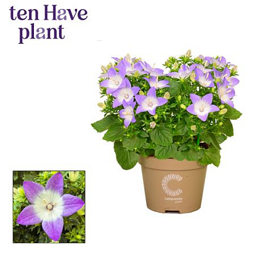 Campanula Iso Berlin Bicolor