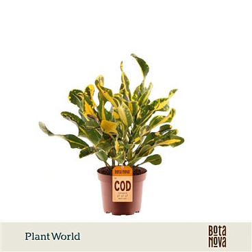 Codiaeum Yellow Mammi 3pp Head