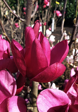 Магнолия Пинк Айс