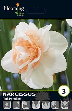 Нарцисс махровый Пинк Парадайз