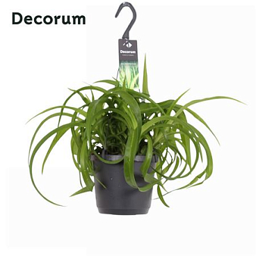 Chlorophytum Com.green Bonnie