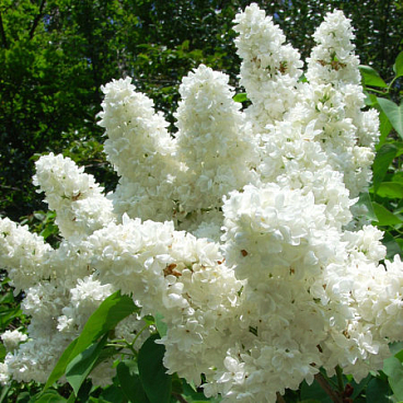 Сирень обыкновенная белая в тубе