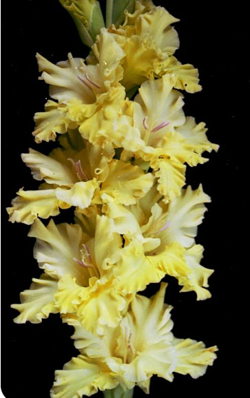 Гладиолус крупноцветковый Мэй Блоссом