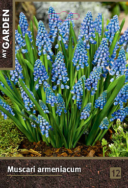 Мускари армянский