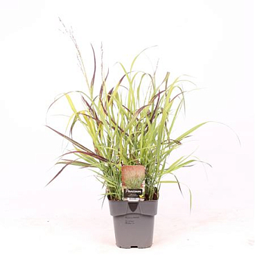 Panicum Virgatum Shenandoah