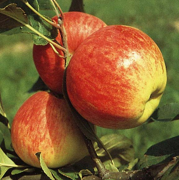 Яблоня домашняя Мантет
