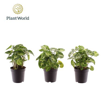 Syngonium Pixie (decorum)