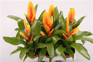 Vriesea Delphinus
