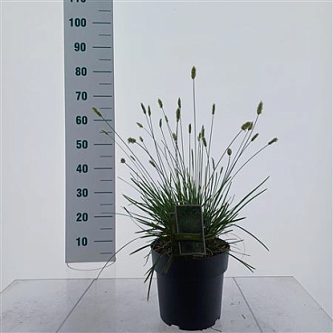 Sesleria Nitidia