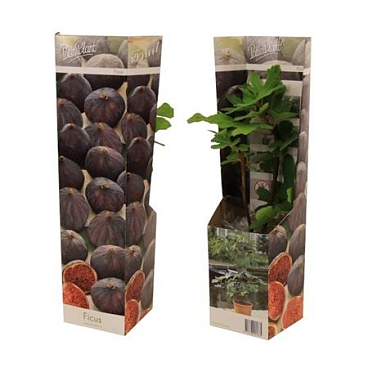 Ficus Carica