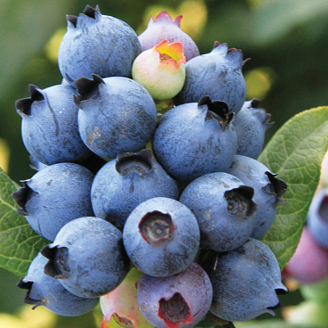 Голубика высокорослая Хардиблю | Оптовая цветочная компания «Флора Групп» Голубика высокорослая Хардиблю