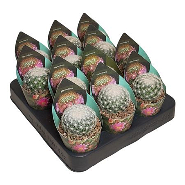 Mammillaria Candida Potcover