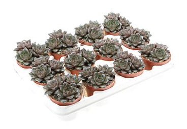 Echeveria Purper Trio