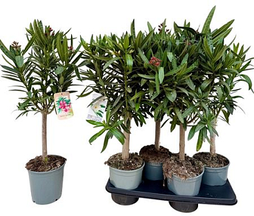 Nerium Oleander On Stem