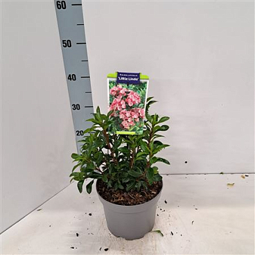 Kalmia Lat Little Linda