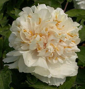 Пион древовидный Нежный Голос в тубе