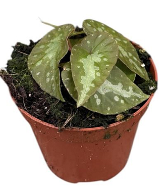 Begonia Silver Moon
