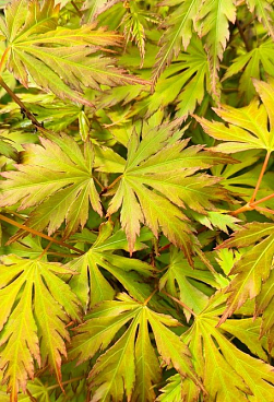 Клен веерный Оранж Лейс
