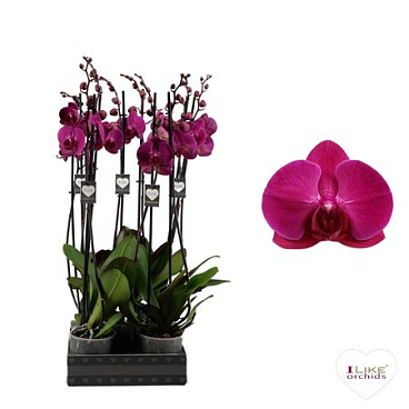 Phal 2st Stellenbosch 20+ (levo)