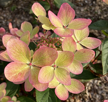 Гортензия метельчатая Пастелгрин