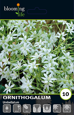 Птицемлечник зонтичный