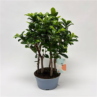 Ficus Microcarpa Forest Teeltpot