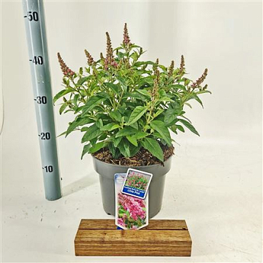 Buddleja Dav Little Pink