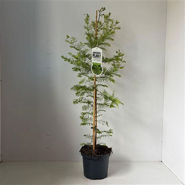Metasequoia Glyptostroboides