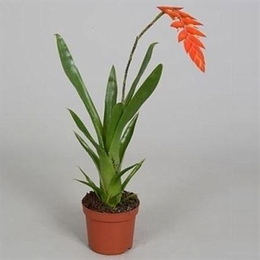 Tillandsia Dyeriana