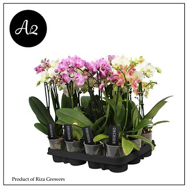 Phal 1-2st A2 Mix 6+ (orchid Growers)