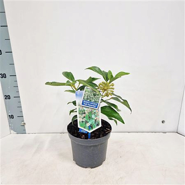 Hedera Colchica Fall Favourite