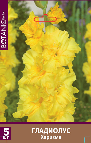 Гладиолус крупноцветковый Харизма
