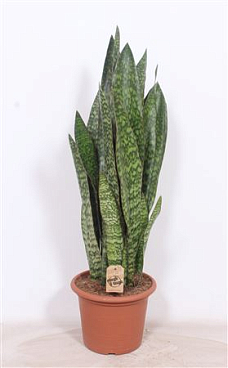 Sansevieria Jiboia