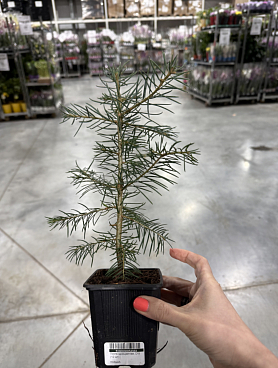 Пихта одноцветная