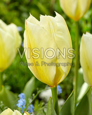 Тюльпан гибрид фостера Пуриссима