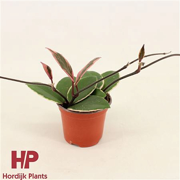 Hoya Carnosa Flamingo Dream